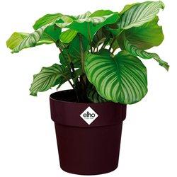 Macetero mora 16x15cm 2L redondo plantas flores