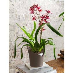 LECHUZA Jardinera ORCHIDEA ALL-IN-ONE gris taupe Ø 18 cm