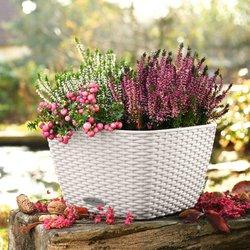 LECHUZA Jardinera BACINO Cottage ALL-IN-ONE blanco 30x30 cm