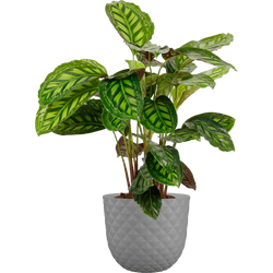 Maceta de polipropileno havana tropical caliza ø 50 cm