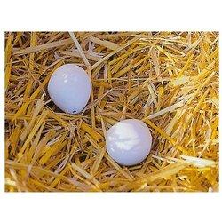 2 Huevos Falsos de Arcilla para Gallinas