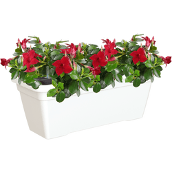 Jardinera auto riego de polipropileno venezia blanco 57.9x22 cm