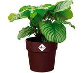 Macetero mora 35x32cm 21,9L redondo plantas flores