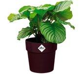 Macetero mora 16x15cm 2L redondo plantas flores