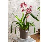 LECHUZA Jardinera ORCHIDEA ALL-IN-ONE gris taupe Ø 18 cm