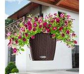 LECHUZA Jardinera colgante NIDO Cottage 28 ALL-IN-ONE moca