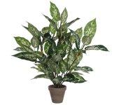 Dieffenbachia pvc con maceta gris